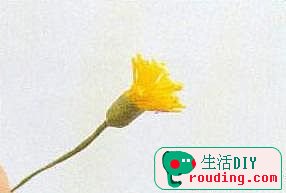 如何制作丝袜花-莲花的做法-封存 日志测试页