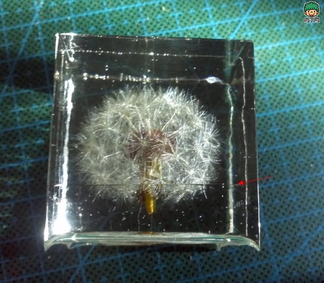 如何制作蒲公英树脂标本的详细图解