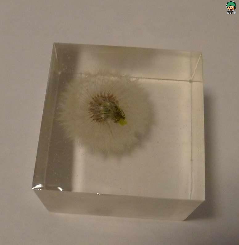 如何制作蒲公英树脂标本的详细图解